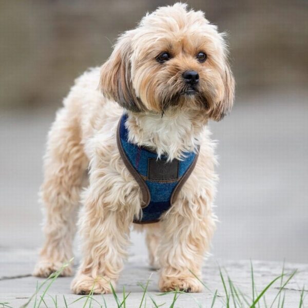 Digby & Fox Tweed Dog Harness Navy